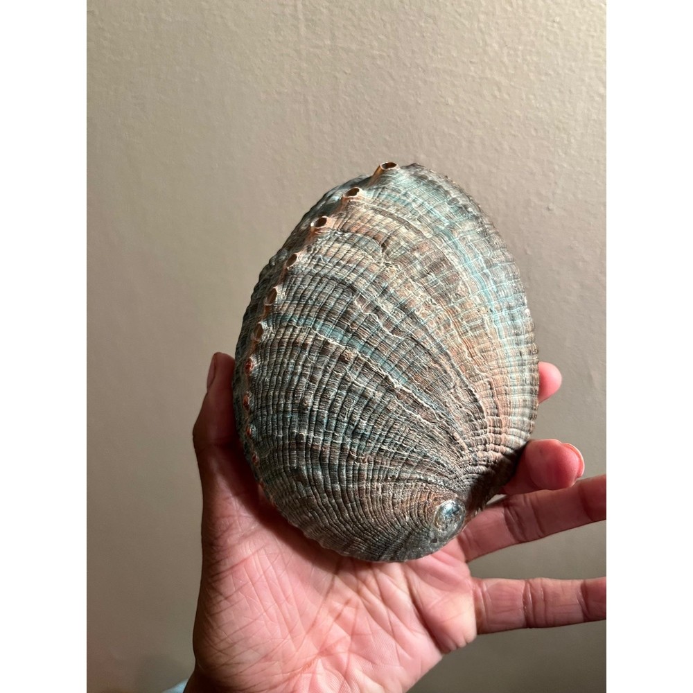 Smudging shell - Picture 2 of 2